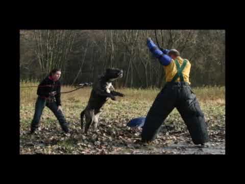 presa canario