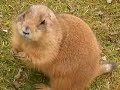 Prairie dog feeding