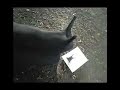 LCD SOUNDSYSTEM VIDEO- 