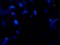 videos de paradise nightclub marrakech_2_