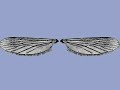 This is a mosquito belonging to the Culicidae family. It weighs about 2 to 2.5 milligrams. That is about the weight of a pinhead. All the mosquito families belong to the insect order called Diptera, which includes flies, mosquitoes, midges, and gnats. One of the most distinctive features of the adult mosquito is the single pair of wings. Mosquitoes are well-known for their role in spreading diseases, such as the West Nile virus. They are annoying pests to humans, livestock, birds and other vertebrate animals. Female adult mosquitoes need a diet of blood so they can produce eggs. They pierce the skin of a vertebrate animal and suck the blood into their abdomen through their proboscis. They find prey by using their eyes, by detecting heat from animal and human bodies, by sensing light, and by attraction to certain chemicals. Male adult mosquitoes have short mouthparts and eat plant nectar. Males do not feed on blood. Mosquito larvae are filter feeders. They strain small particles of organic matter, such as bacteria and other microorganisms from the water. Mosquito larvae, pupae, and adults, because of their high numbers, are important food for fish, birds and invertebrate populations that live in their ecosystems.