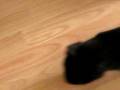 Cat-In-Heat