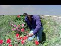 دووبنى فيك ايوان