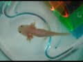 Sadaharu eats Sashimi