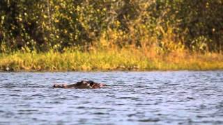 The Hippos Of Lake Tengrela, Burkina Faso
