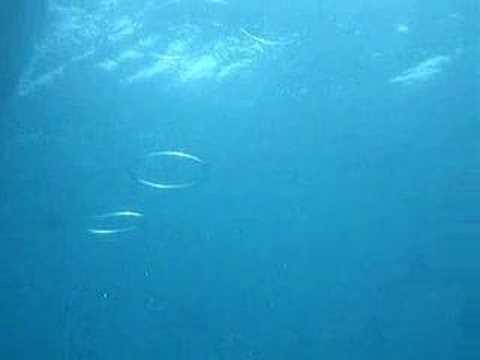 imagine blowing bubbles like this...