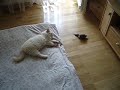Birma cat - Cobby 2