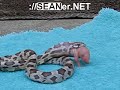 snake-eats-alligator-1.html