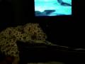 Swimfan