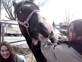 vidéo de nos chevaux(toutes les filles) vidéo de nos chevaux(toutes les filles)