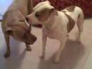 Pit Bulls Playing