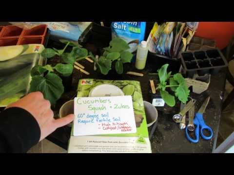 how to transplant zucchini seedlings