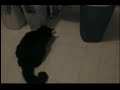 Cat Barfs up a huge hairball