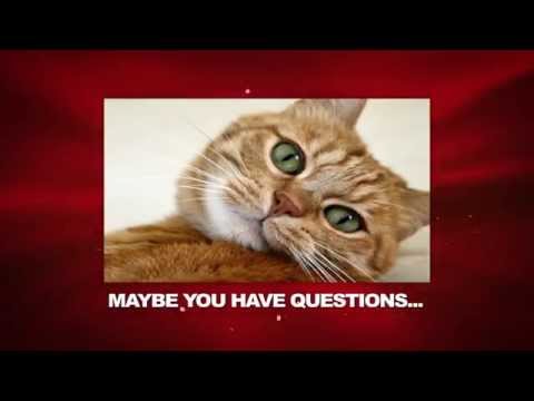 how to look after a cat properly