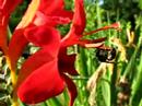 Halictid bee