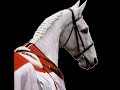 horse who knew