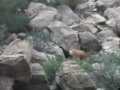 Deer in the rocks Deer in the rocks