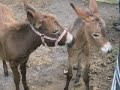 Donkey Foals - You Light Up My Life