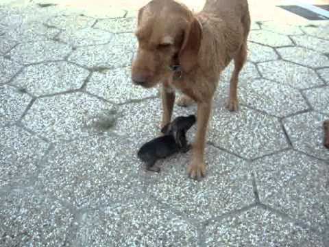 how to know puppy age