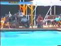 diving-video
