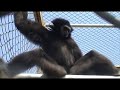 Gibbons Gibbons