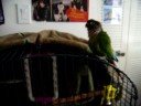 POLLY likes Crocodile Rock