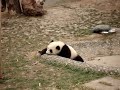 baby-panda-bears.html
