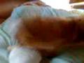 videos de Thor e Nanda