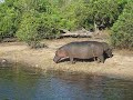 Hippo Family at Chobe National Park in Botswana