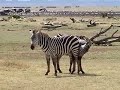 Zebra Tango -- New & Improved