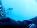knapp diving at Atlantis 25
