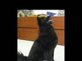Snoopy Wants A New Buddy (Schipperke Mix)