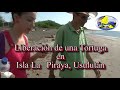 Liberacion de turtuga en Isla la Piraya
