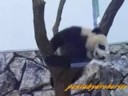 Panda Baby begin to climb a tree