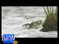 Crabs Are Smart
