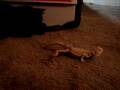 craping lizzard