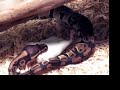 BALL PYTHON SWALLOWS MOUSE