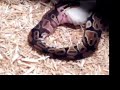 BALL PYTHON SWALLOWS MOUSE