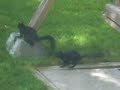 crazy squirrels crazy squirrels