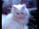 Persian Cat (Boinky) plays throw and catch like a dog