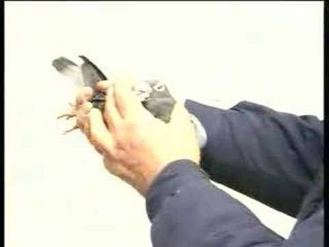 Dick Evans racing pigeons Simply The ...