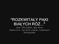 rozkwitały pąki białych róż