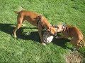 boxers at the dog park