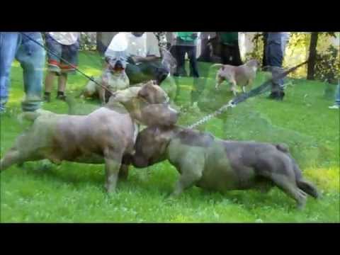 Bully 2011 - www.topsecretbullies.com.