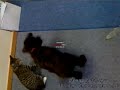 Porter & Luther playing some more!