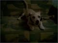 Tarcin The Dog - Hayvan Videoları