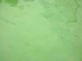 videos de LA NUTRIA