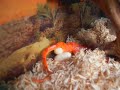 Corn Snake Laying Eggs