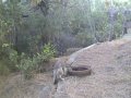 Coyote Pups Play