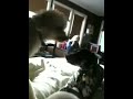 Dog party